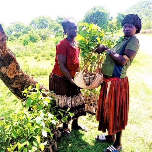Livelihood_tree plan_Benatsemay Woreda_mekecha2 Kebelee
